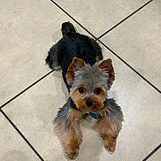 Xander joined the competition — help win amazing prizes! adorable, animal, brown_and_black, canine, companion, curious, cute, dog, domestic_animal, ears_up, floor, fluffy, fur, groomed, indoor, looking_up, lying_down, pet, small_dog, tile_floor