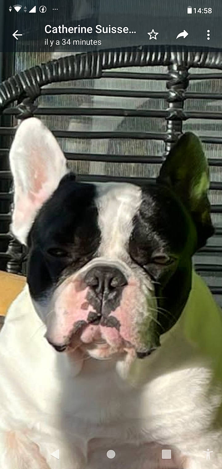 Kaïser a rejoint le concours — aidez-le/la à gagner de superbes lots ! boston_terrier, bulldog, canidae, carnivore, collar, comfort, companion_dog, dog, dog_breed, ear, eye, fawn, french_bulldog, plant, snout, sporting_group, terrestrial_animal, whiskers, working_animal, wrinkle