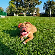Tayron participe au concours pour gagner de l'argent avec cette photo : animal, ball, bright, canine, daytime, dog, field, grass, greenery, happy, nature, outdoor, park, pet, playful, resting, summer, sunny, tongue_out, tree