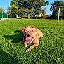 animal, ball, bright, canine, daytime, dog, field, grass, greenery, happy, nature, outdoor, park, pet, playful, resting, summer, sunny, tongue_out, tree