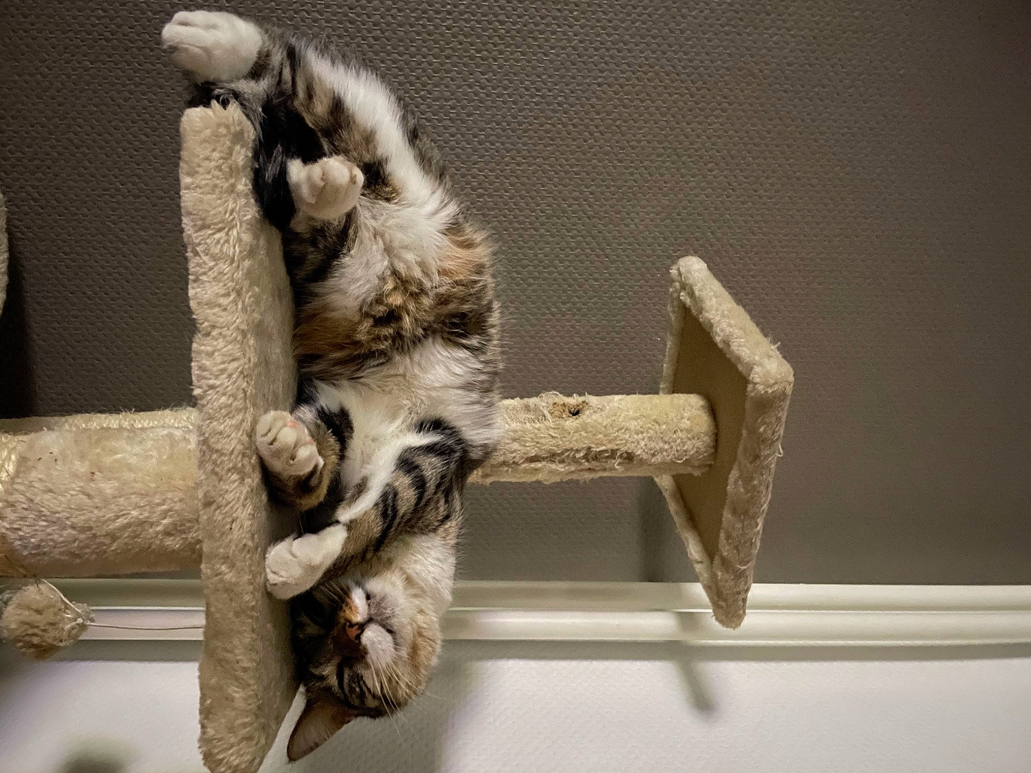 Rolex a rejoint le concours — aidez-le/la à gagner de superbes lots ! art, composite_material, fur, natural_material, pet_supply, primate, room, still_life_photography, tail, terrestrial_animal, twig, wildlife, wood