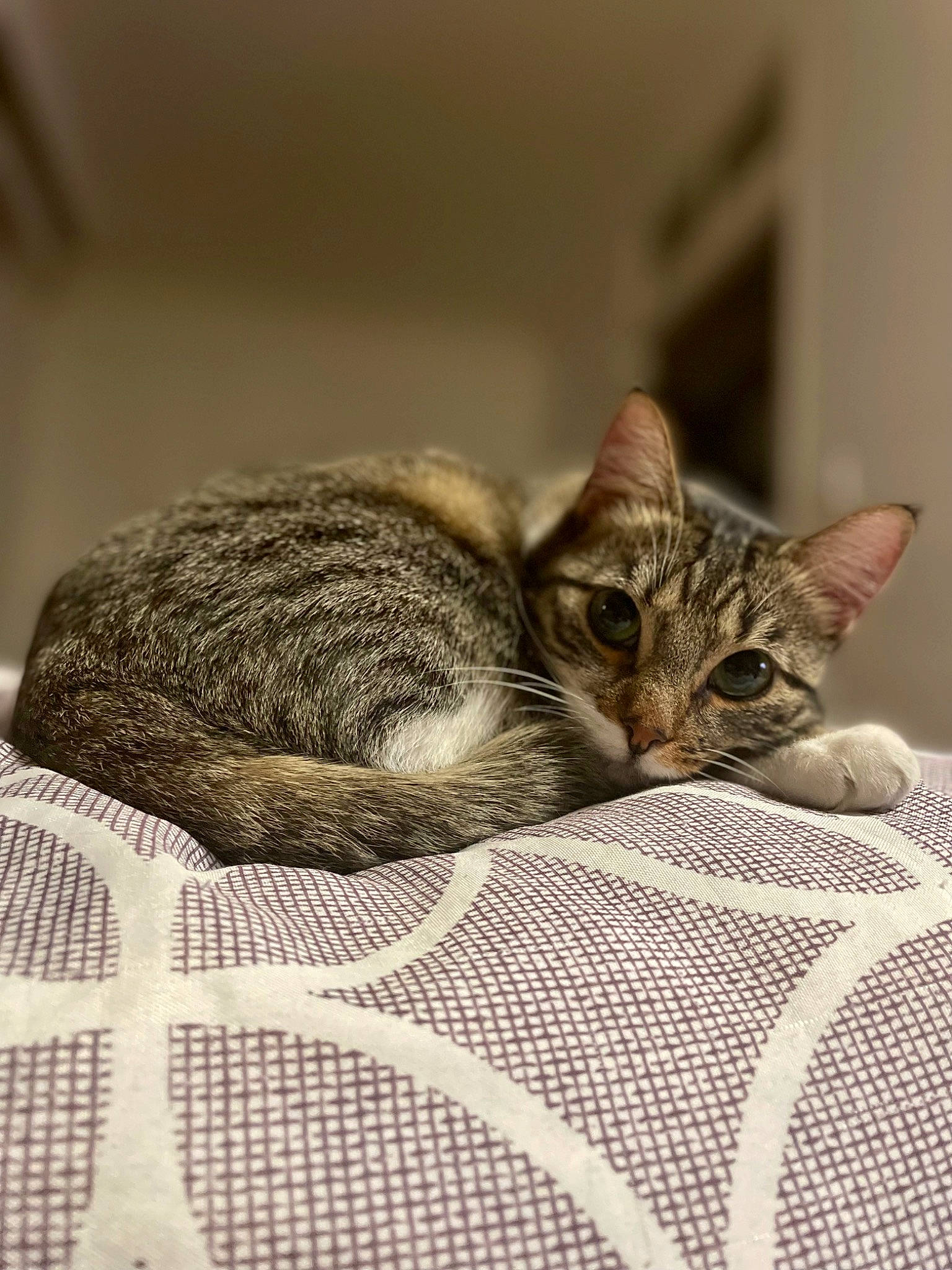 Rolex participe au concours pour gagner de l'argent avec cette photo : carnivore, cat, cat_supply, claw, comfort, domestic_short_haired_cat, felidae, fur, grey, linens, pattern, sitting, sleep, small_to_medium_sized_cats, snout, terrestrial_animal, whiskers, wildlife