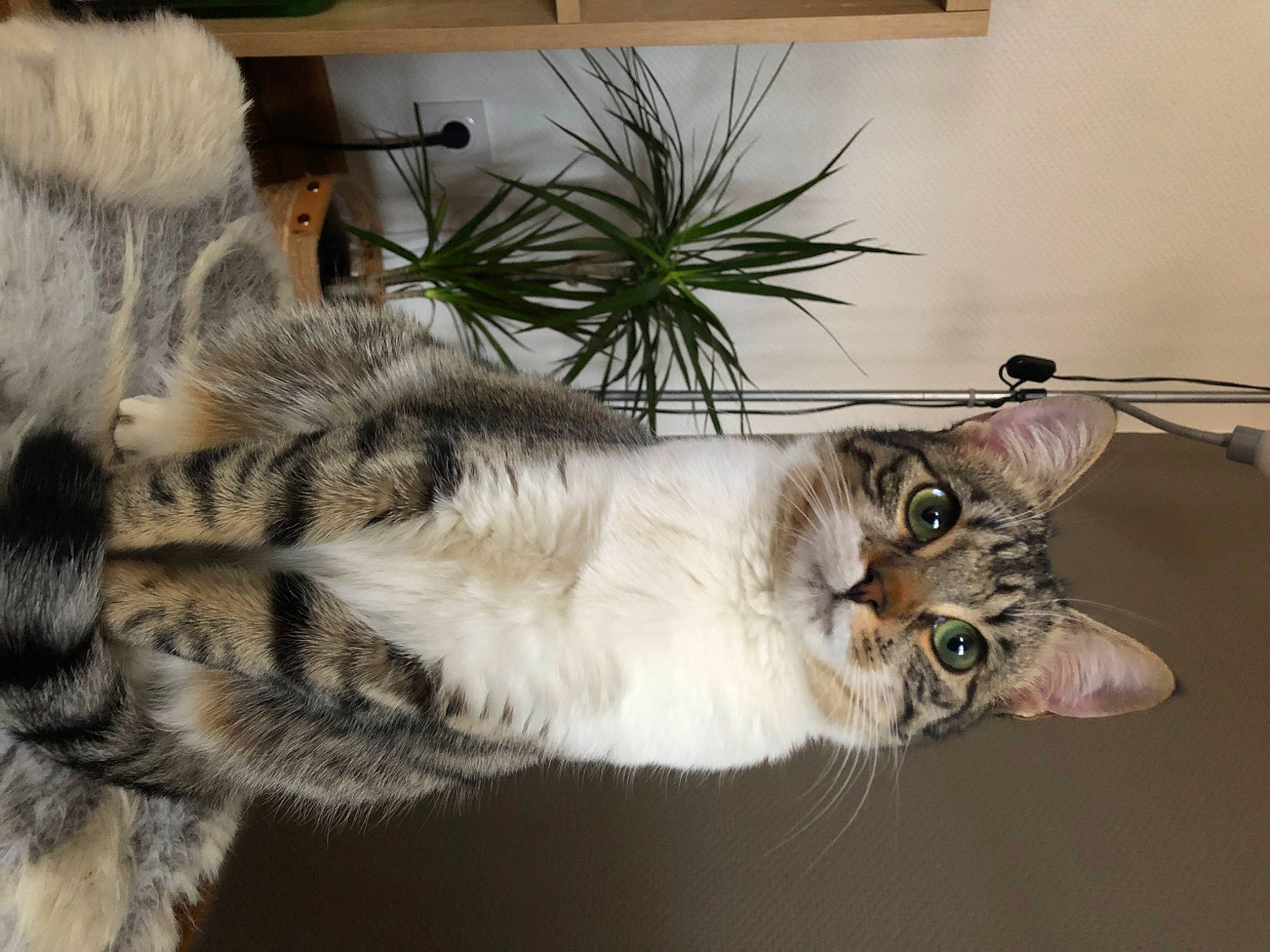 Rolex participe au concours pour gagner de l'argent avec cette photo : carnivore, cat, claw, comfort, couch, domestic_short_haired_cat, fawn, felidae, flowerpot, fur, herb, houseplant, paw, plant, small_to_medium_sized_cats, snout, tail, whiskers, wildlife, window