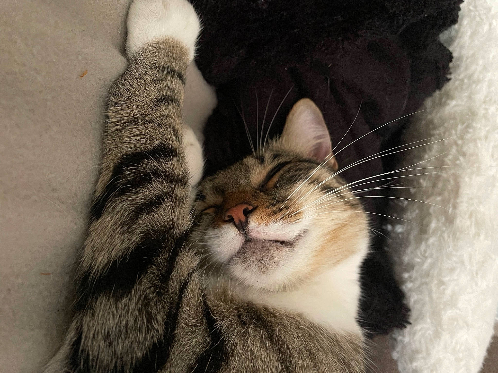 Rolex a rejoint le concours — aidez-le/la à gagner de superbes lots ! carnivore, cat, close_up, comfort, domestic_short_haired_cat, ear, eye, fawn, felidae, fur, grey, hair, leg, nose, paw, small_to_medium_sized_cats, snout, tail, whiskers, window