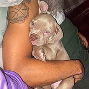 Riot is registered to the contest to win money with this photo: animal, arm, beard, casual, closeup, comfort, companionship, cuddle, cute, dog, human, indoor, person, pet, puppy, relaxation, resting, skin, sleepy, tattoo