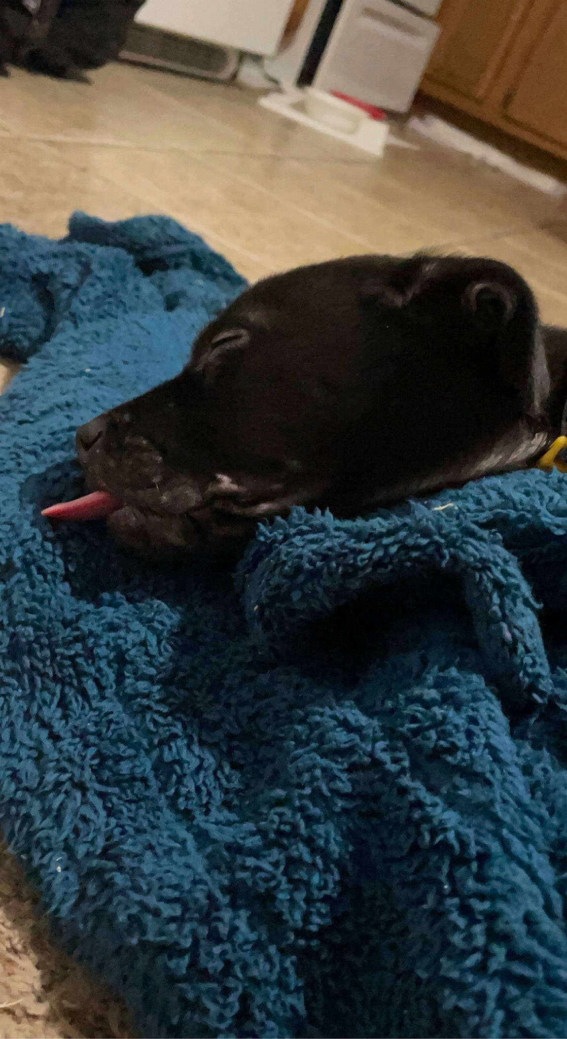 Blackie joined the competition — help win amazing prizes! borador, carnivore, comfort, companion_dog, dog, dog_breed, fawn, flooring, fur, guard_dog, liver, puppy, retriever, sand, snout, sporting_group, tail, terrestrial_animal, vertebrate, working_animal