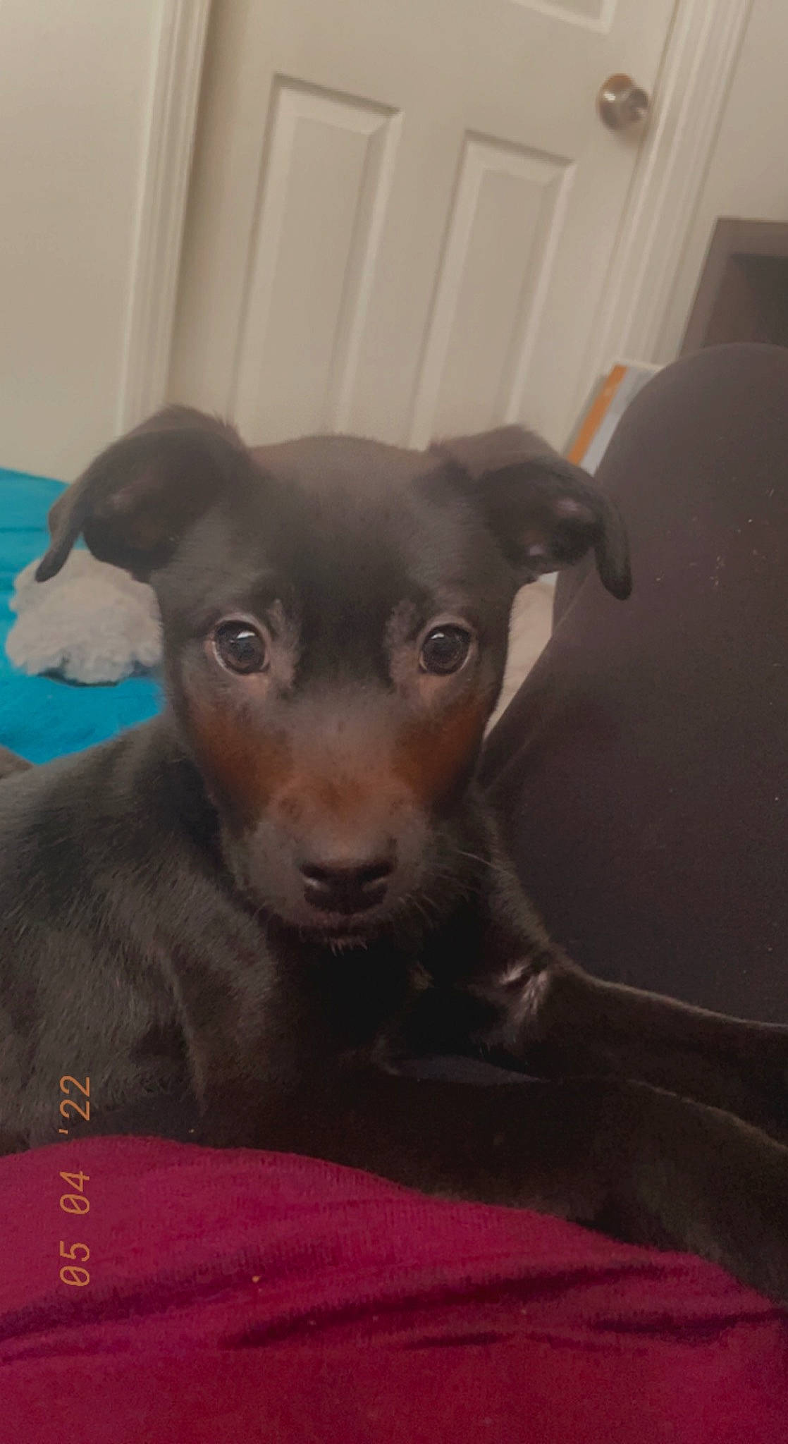 Blackie joined the competition — help win amazing prizes! canidae, carnivore, companion_dog, corgi_chihuahua, dog, dog_breed, ear, fawn, fur, liver, non_sporting_group, pinscher, puppy, sporting_group, tail, terrestrial_animal, toy_dog, whiskers, working_animal