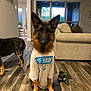 Billie Cheese is registered to the contest to win money with this photo: dog, german_shepherd, tshirt, indoor, living_room, wooden_floor, couch, toy, pet, animal, furniture, window, license_plate, flooring, ears, sitting, canine, domestic_animal, fur, mammal