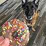 dog, german_shepherd, indoor, floor, donut, sprinkles, hand, blurred, looking_up, ears_up, brown_fur, black_fur, pet, animal, footwear, tile_floor, waiting, food, treat, curious