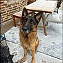 Billie Cheese is registered to the contest to win money with this photo: german_shepherd, dog, pet, animal, outdoor, patio, frost, table, chair, wood, rug, ear, brown, black, fur, collar, face, canine, companion, curious