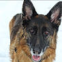 dog, german_shepherd, animal, pet, canine, outdoor, snow, leash, portrait, fur, ears, tongue, friendly, muzzle, brown, black, happy, closeup, winter, nature