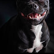 Viny a rejoint le concours — aidez-le/la à gagner de superbes lots ! animal, black_dog, canine, close_up, cute, dark_background, dog, domestic_animal, ears, friendly, fur, happy, muzzle, pet, portrait, smiling, studio_lighting, teeth, tongue, white_chest