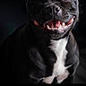 animal, black_dog, canine, close_up, cute, dark_background, dog, domestic_animal, ears, friendly, fur, happy, muzzle, pet, portrait, smiling, studio_lighting, teeth, tongue, white_chest