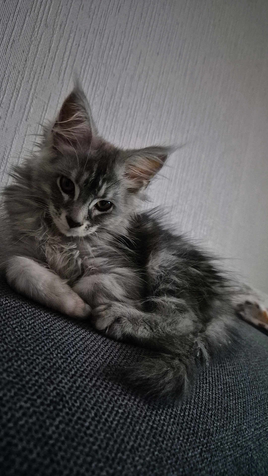 Arya participe au concours pour gagner de l'argent avec cette photo : kitten, cat, gray, fluffy, pet, animal, indoor, texture, furniture, resting, curious, young, cute, fur, whiskers, closeup, portrait, wall, soft_light, relaxed