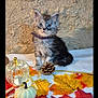 autumn_leaves, cat, colorful, cozy, cute, decorative_pumpkin, fall, feline, fluffy, indoor, kitten, pet, pinecone, purple_collar, seasonal, sitting, small, stone_wall, white_cloth, young_cat