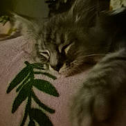 Arya a rejoint le concours — aidez-le/la à gagner de superbes lots ! kitten, sleeping, close_up, cat, furry, cozy, blanket, pink, green, leaf_pattern, nap, indoors, cute, soft, paw, whiskers, relaxed, domestic_cat, pet, feline