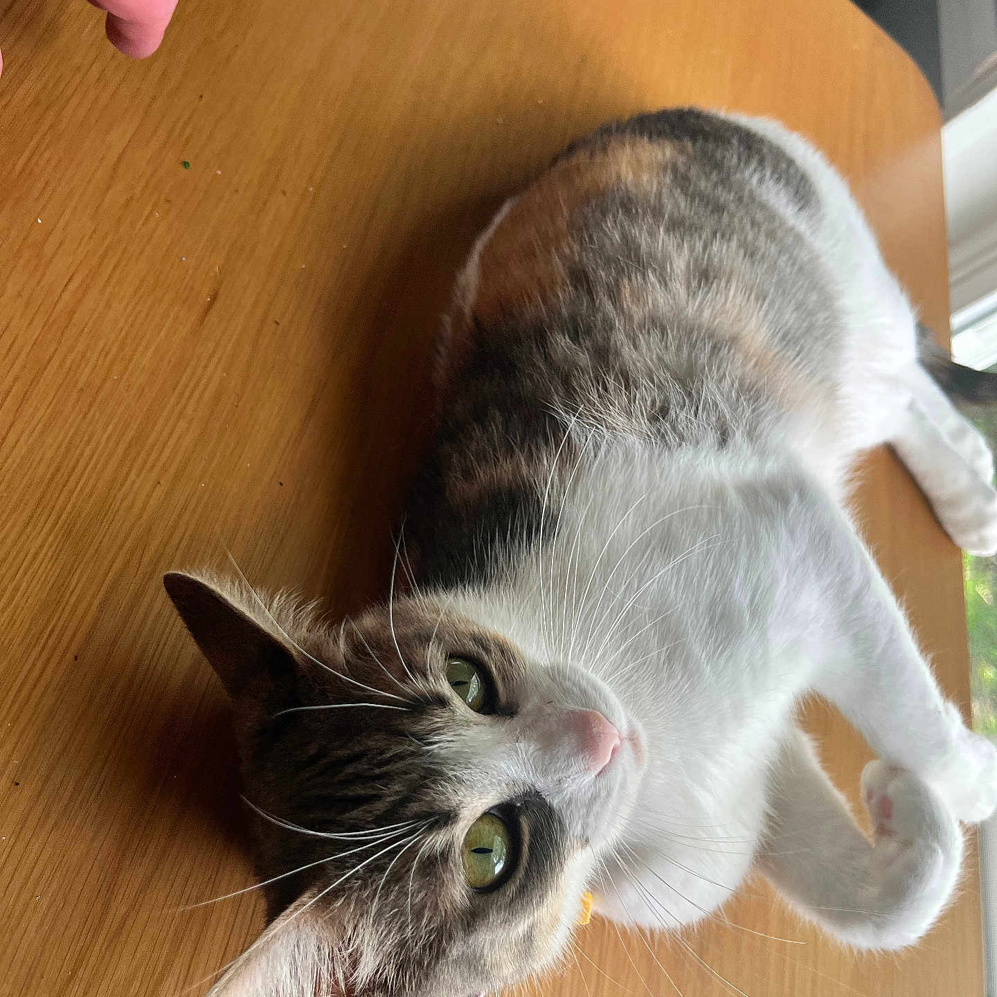 Rose joined the competition — help win amazing prizes! cat, tabby_cat, white_fur, green_eyes, wooden_table, indoor, pet, animal, relaxed, laying_down, whiskers, curious, tattooed_hand, human_hand, close_up, feline, domestic_cat, cute, fur, table_surface