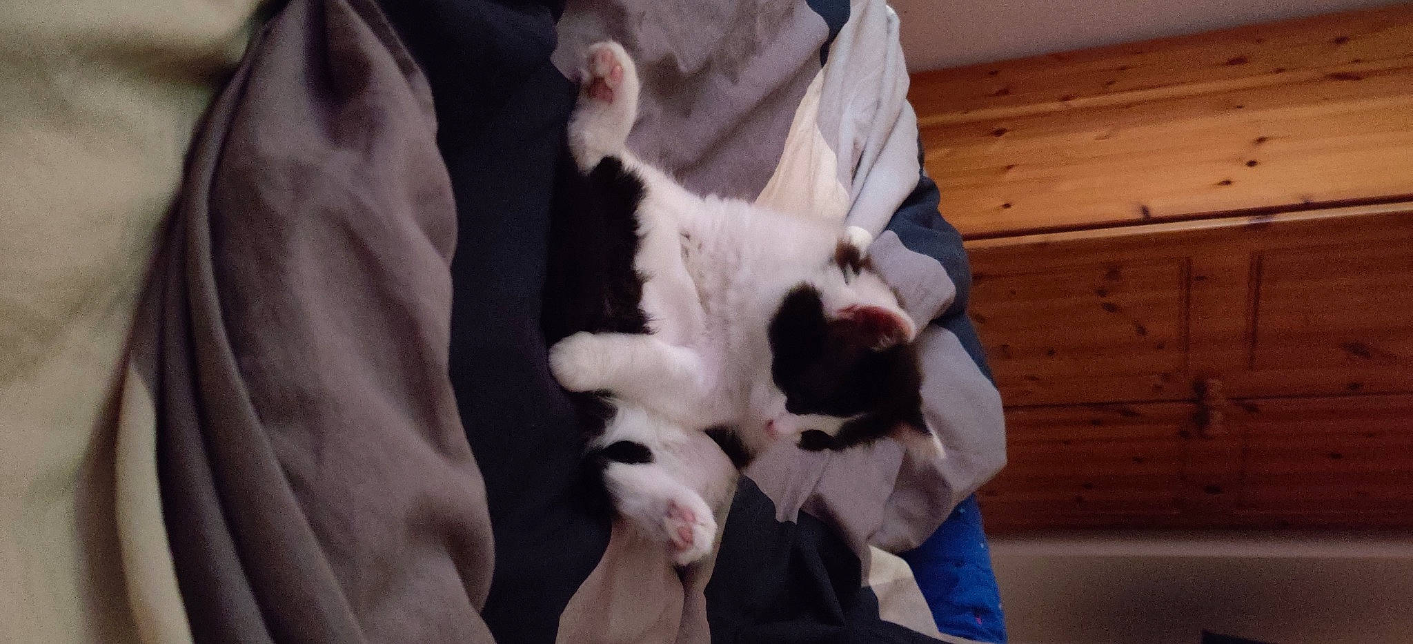 Smokey is registered to the contest to win money with this photo: canidae, carnivore, cat, felidae, fur, kitten, small_to_medium_sized_cats, tail, whiskers