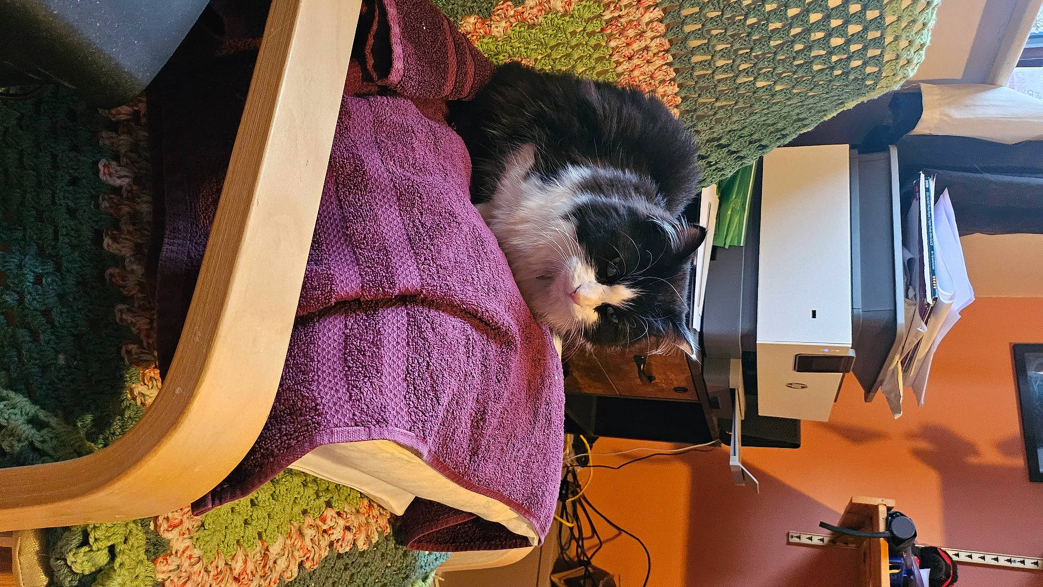 Bandit is registered to the contest to win money with this photo: animal_shelter, cage, canidae, cat, comfort, dog_breed, domestic_short_haired_cat, fawn, felidae, fur, magenta, pet_supply, purple, room, small_to_medium_sized_cats, sporting_group, tail, weaving, whiskers, wool