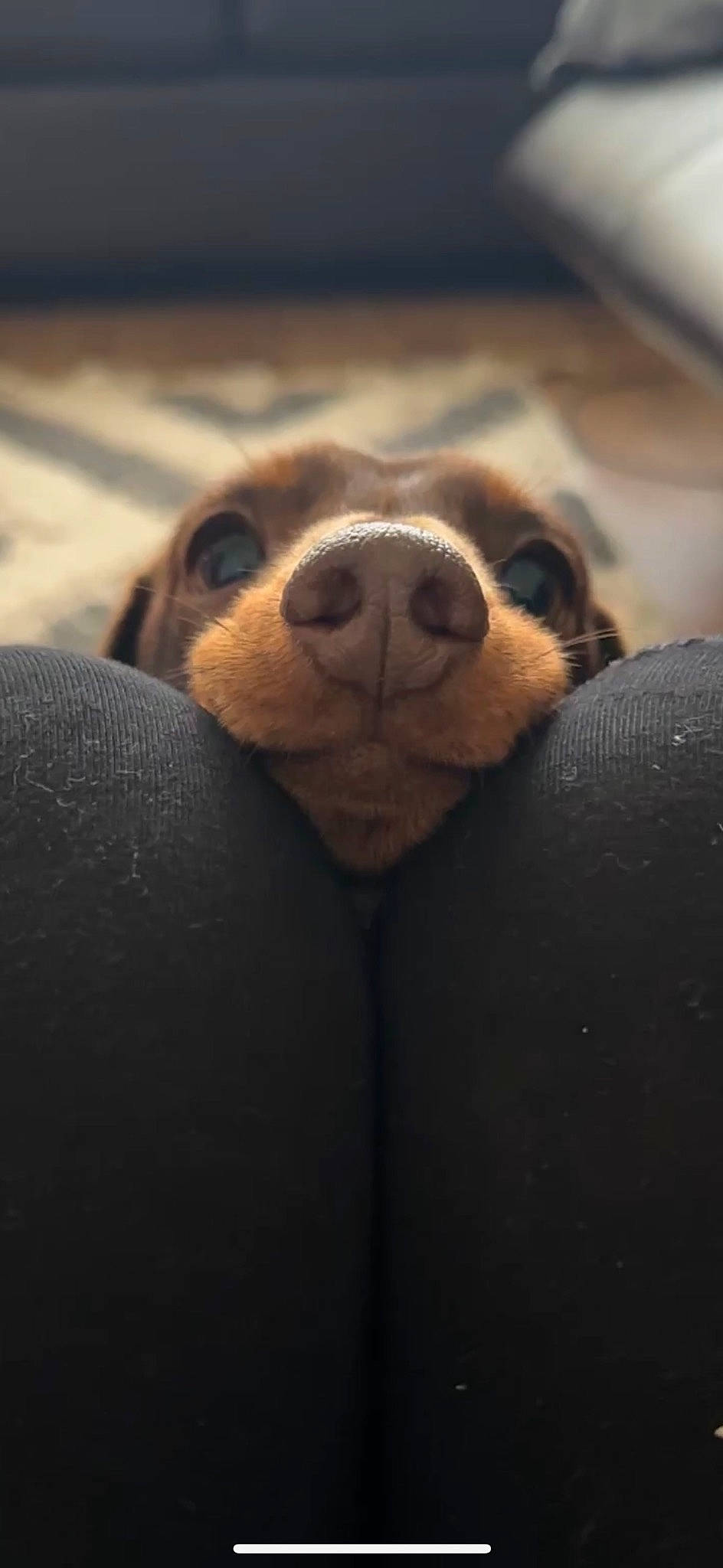 Dash is registered to the contest to win money with this photo: canidae, carnivore, cloud, comfort, companion_dog, darkness, dog, dog_breed, ear, fawn, fur, nap, paw, sky, snout, sporting_group, terrestrial_animal, whiskers, wood, working_animal