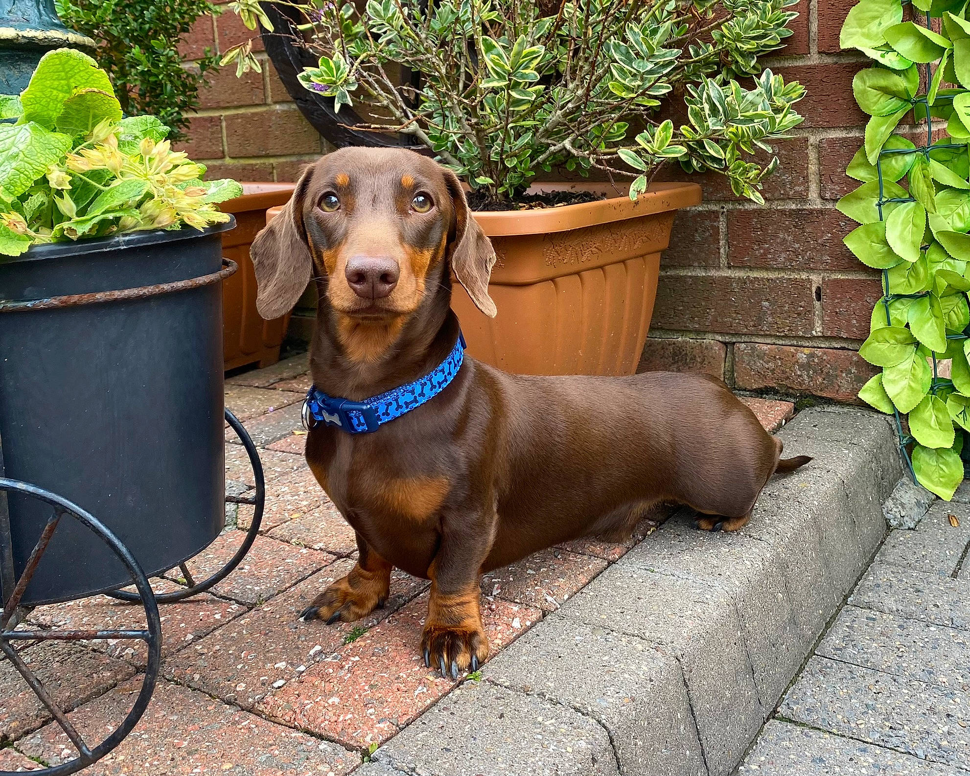 Dash joined the competition — help win amazing prizes! carnivore, collar, companion_dog, dog, dog_breed, dog_collar, dog_supply, flowerpot, grass, gun_dog, herb, hound, houseplant, leash, liver, metal, pet_supply, plant, sporting_group, working_animal