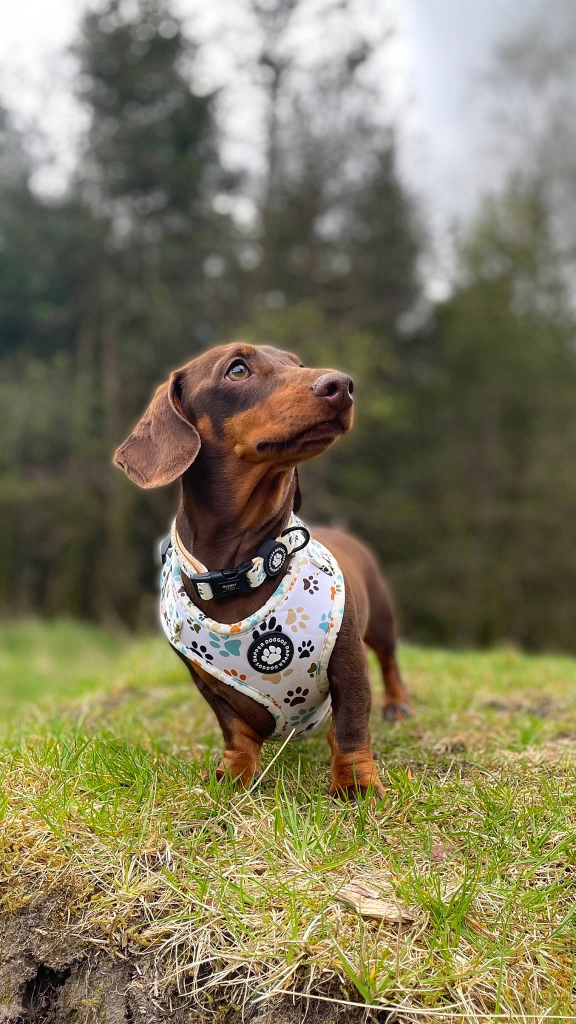 Dash joined the competition — help win amazing prizes! art, brown, canidae, carnivore, companion_dog, dog, dog_breed, dog_supply, fawn, grass, liver, metal, plant, sky, snout, sporting_group, terrestrial_animal, tree, wood, working_animal