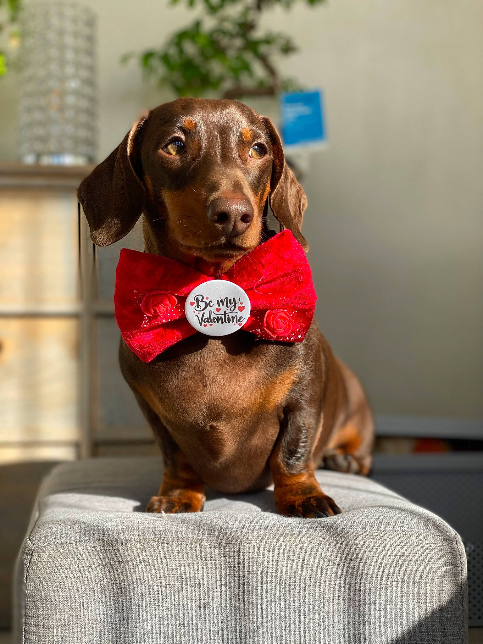 Dash is registered to the contest to win money with this photo: brown, canidae, carnivore, companion_dog, dog, dog_breed, dog_supply, fawn, fur, gun_dog, hound, hunting_dog, liver, pet_supply, snout, sporting_group, terrestrial_animal, working_animal
