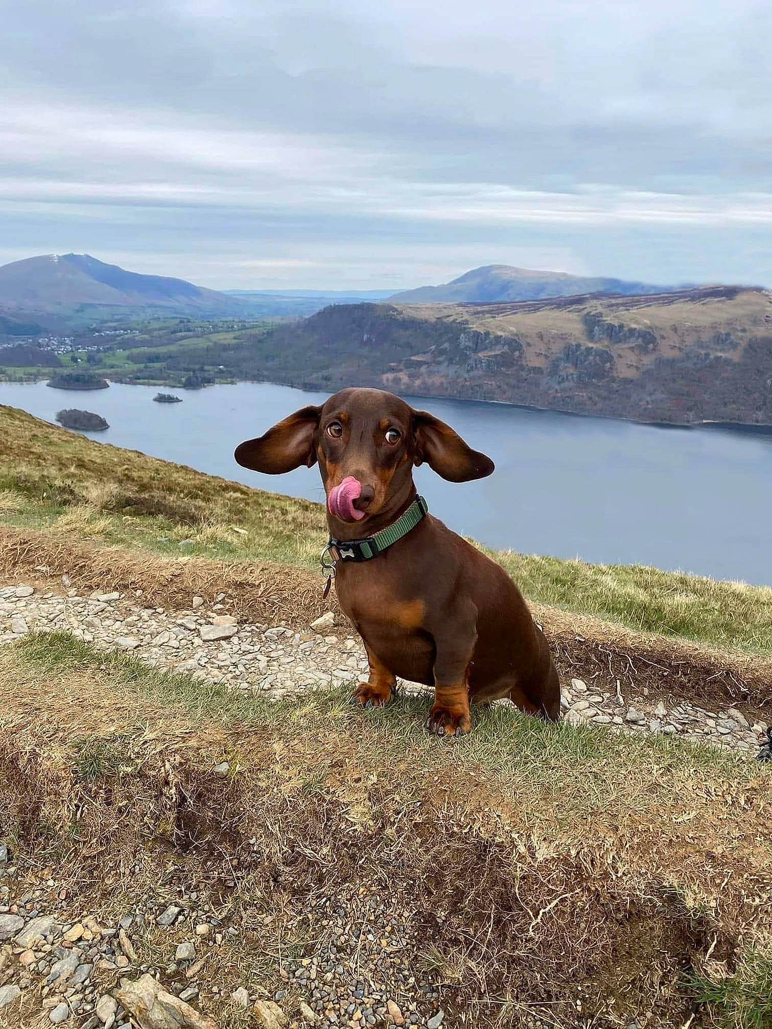 Dash joined the competition — help win amazing prizes! canidae, carnivore, cloud, collar, dog, dog_breed, fawn, grass, grassland, hill, lake, landscape, liver, mountain, mountain_range, plant, sky, sporting_group, water, working_animal