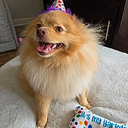 Dunkin is registered to the contest to win money with this photo: bedspread, birthday, canine, celebration, cute, dog, feathers, fluffy, furniture, golden, happy, indoor, living_room, party_hat, pet, pet_toy, polka_dots, smiling, tongue_out, toy