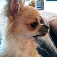 Orphée participe au concours pour gagner de l'argent avec cette photo : carnivoran, chihuahua, companion_dog, dog, dog_breed, dog_breed_group, dog_like_mammal, german_spitz, german_spitz_klein, pomeranian, puppy, snout, tibetan_spaniel, toy_dog