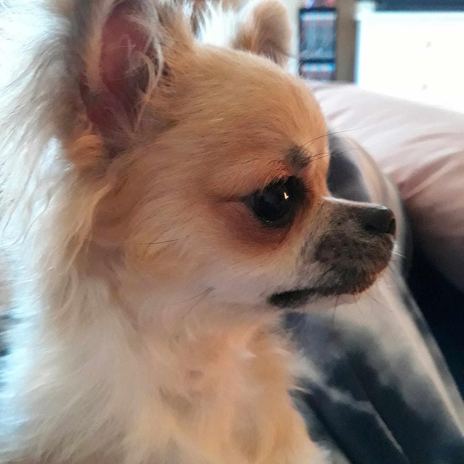 Orphée participe au concours pour gagner de l'argent avec cette photo : carnivoran, chihuahua, companion_dog, dog, dog_breed, dog_breed_group, dog_like_mammal, german_spitz, german_spitz_klein, pomeranian, puppy, snout, tibetan_spaniel, toy_dog