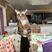 Gary joined the competition — help win amazing prizes! cat, tabby_cat, chair, fabric, kitchen, tablecloth, flower_pattern, chandelier, refrigerator, domestic, indoor, curious, pet, furniture, household, colorful, home, decor, whiskers, mammal
