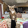 cat, tabby_cat, chair, fabric, kitchen, tablecloth, flower_pattern, chandelier, refrigerator, domestic, indoor, curious, pet, furniture, household, colorful, home, decor, whiskers, mammal