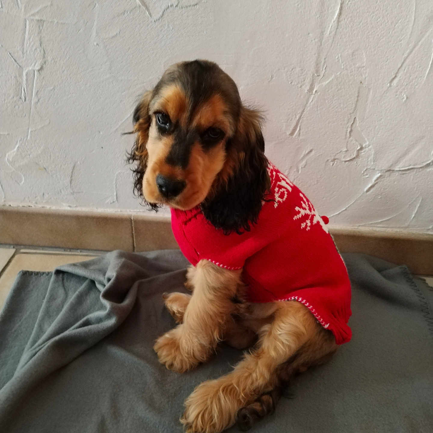 Ary participe au concours pour gagner de l'argent avec cette photo : adorable, animal, blanket, cozy, cute, dog, domestic_animal, floor, fluffy, fur, indoor, looking_up, pet, portrait, puppy, red_sweater, sitting, tile_floor, wall, young_dog