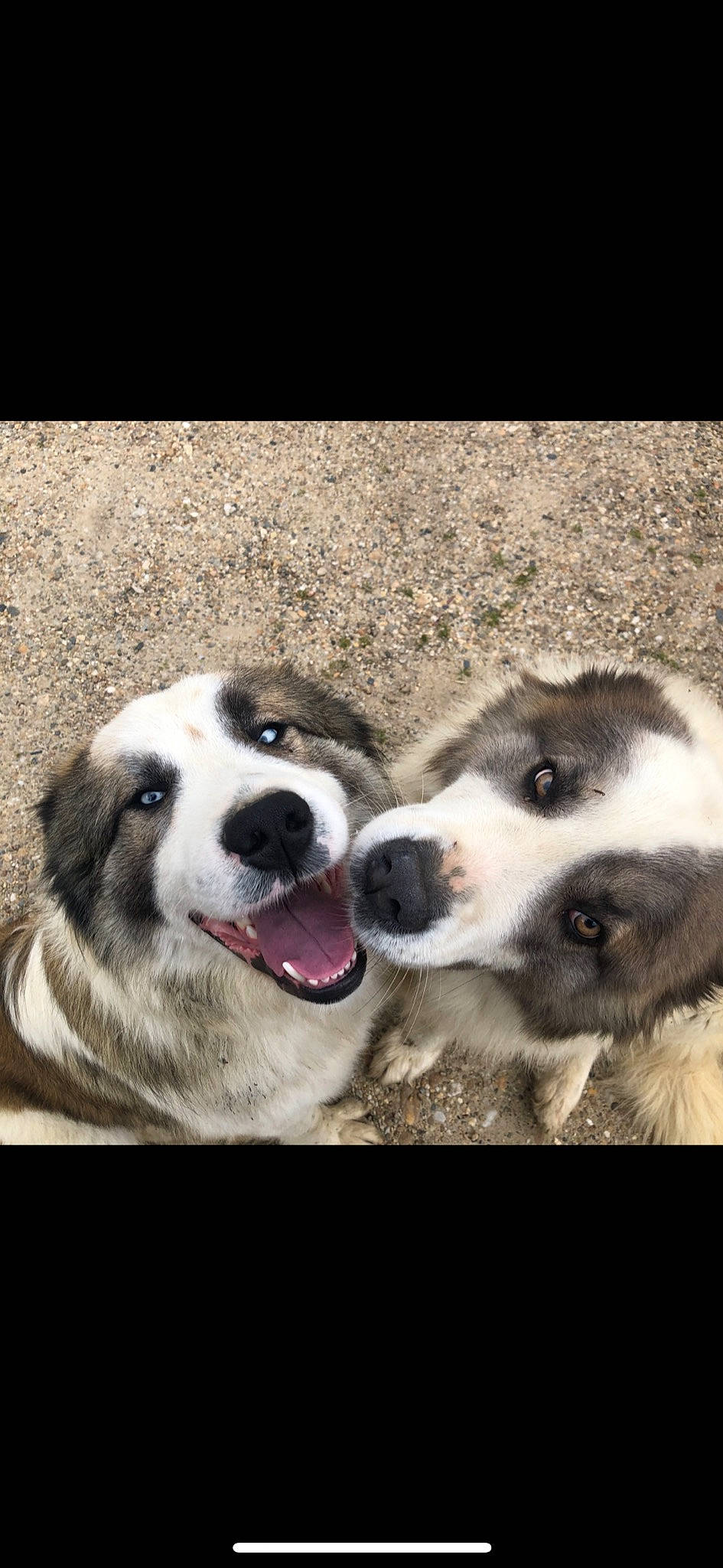 Naos a rejoint le concours — aidez-le/la à gagner de superbes lots ! ancient_dog_breeds, canidae, carnivore, companion_dog, dog, dog_breed, foot, fur, happy, love, paw, puppy, snout, sporting_group, terrestrial_animal, whiskers, working_animal, working_dog