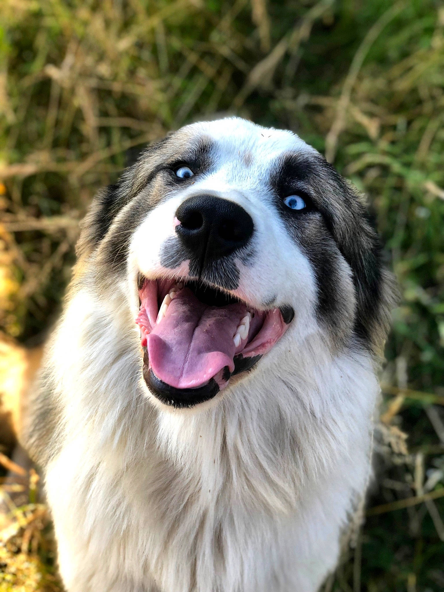 Naos a rejoint le concours — aidez-le/la à gagner de superbes lots ! ancient_dog_breeds, canidae, carnivore, companion_dog, dog, dog_breed, fang, fur, grass, herding_dog, jaw, plant, snout, sporting_group, terrestrial_animal, whiskers, working_animal, working_dog