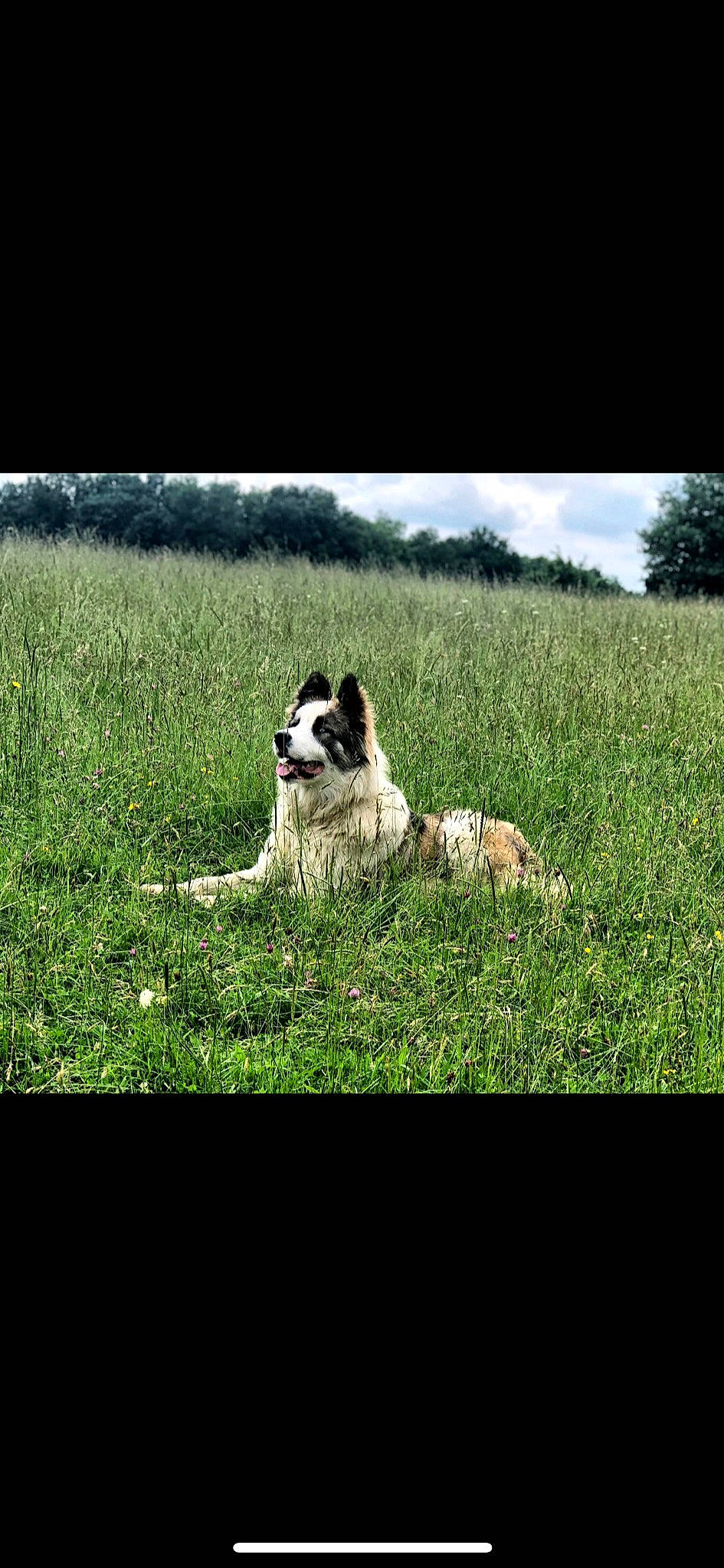Naos a rejoint le concours — aidez-le/la à gagner de superbes lots ! carnivore, companion_dog, dog, dog_breed, field, grass, grassland, happy, herding_dog, landscape, lawn, meadow, natural_landscape, pasture, plant, rectangle, sky, terrestrial_animal, tints_and_shades, working_animal