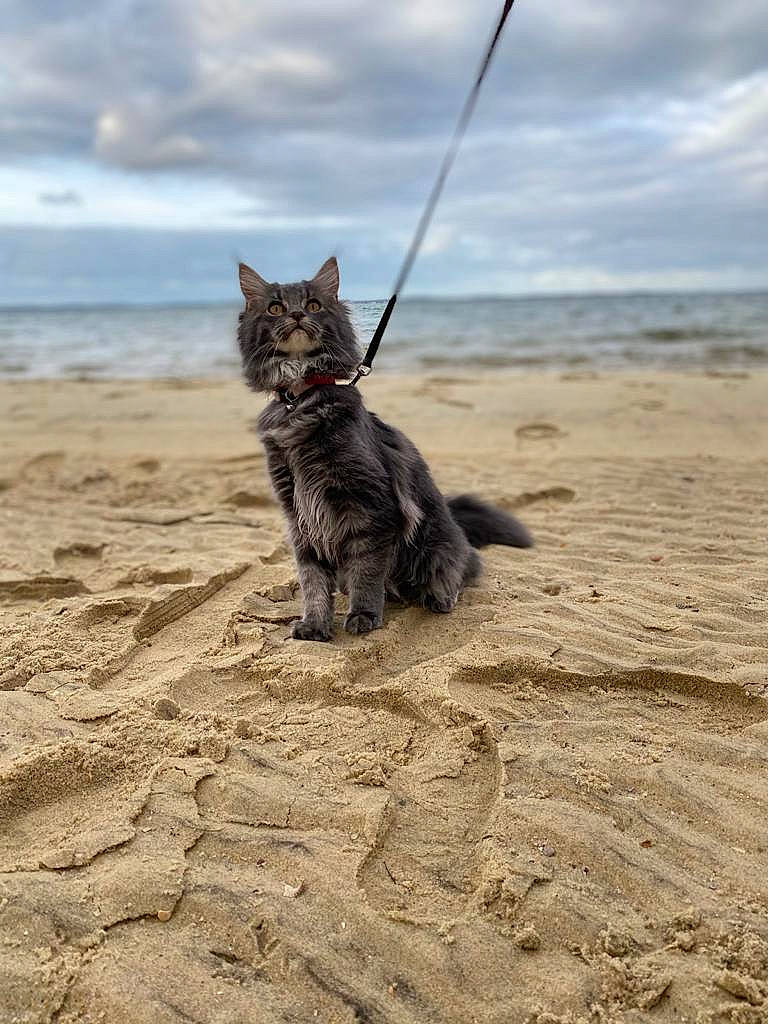 Rhune participe au concours pour gagner de l'argent avec cette photo : beach, carnivore, cat, cloud, coast, domestic_short_haired_cat, felidae, fur, landscape, sand, sky, small_to_medium_sized_cats, soil, tail, terrestrial_animal, water, whiskers, wildlife, wind_wave, wood