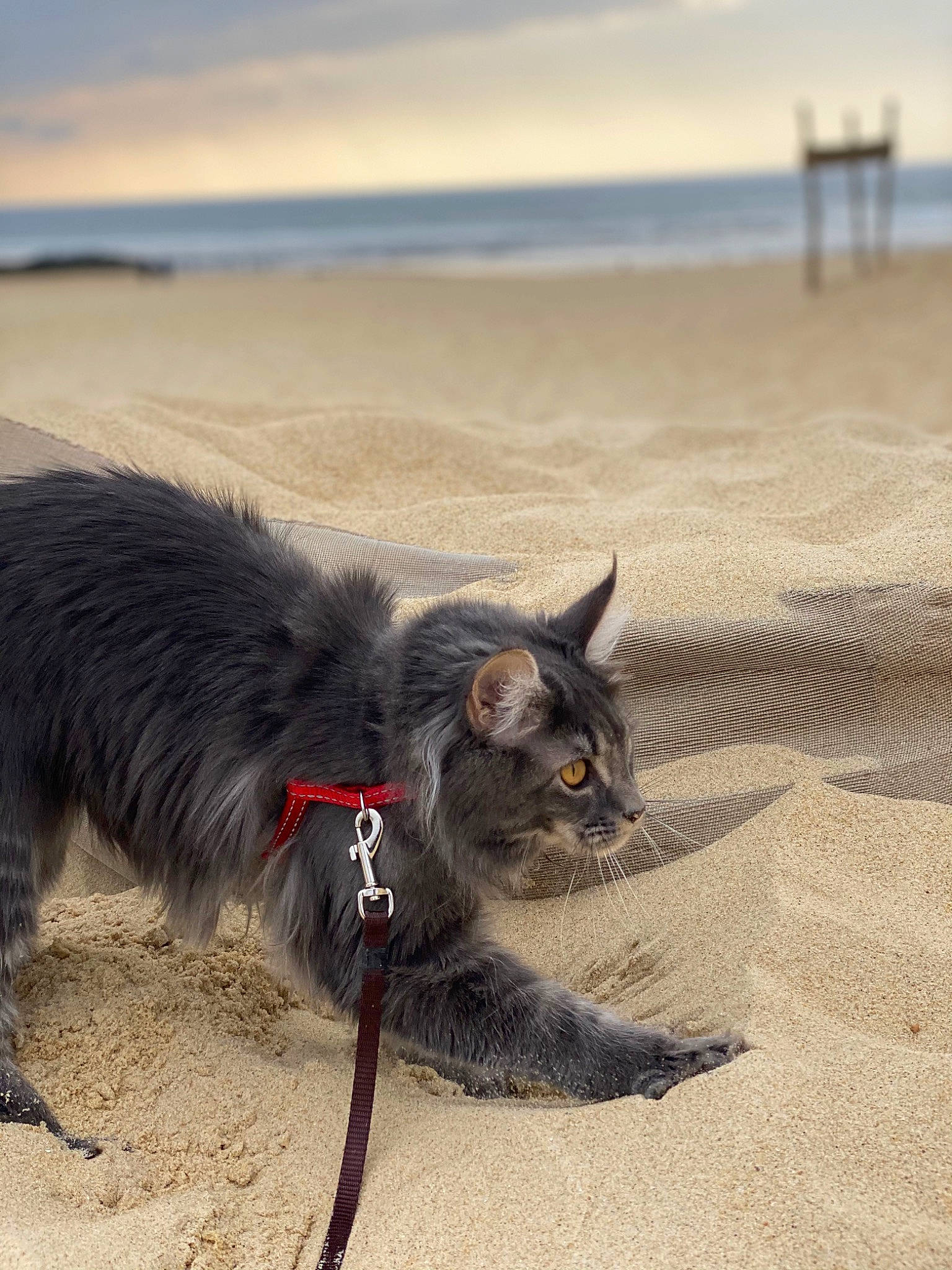 Rhune participe au concours pour gagner de l'argent avec cette photo : beach, black_cat, carnivore, cat, cloud, coast, domestic_short_haired_cat, felidae, fur, horizon, landscape, ocean, paw, sand, sky, small_to_medium_sized_cats, soil, tail, water, whiskers