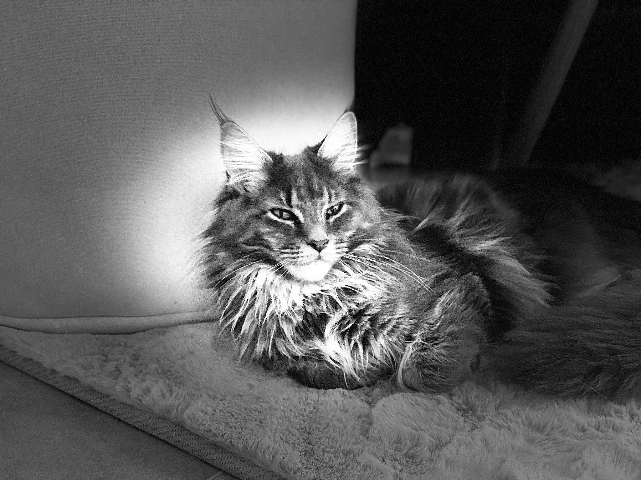 Rhune a rejoint le concours — aidez-le/la à gagner de superbes lots ! black_and_white, carnivore, cat, claw, darkness, domestic_short_haired_cat, felidae, fur, grey, maine_coon, monochrome, monochrome_photography, paw, small_to_medium_sized_cats, snout, still_life_photography, stock_photography, style, whiskers, wildlife