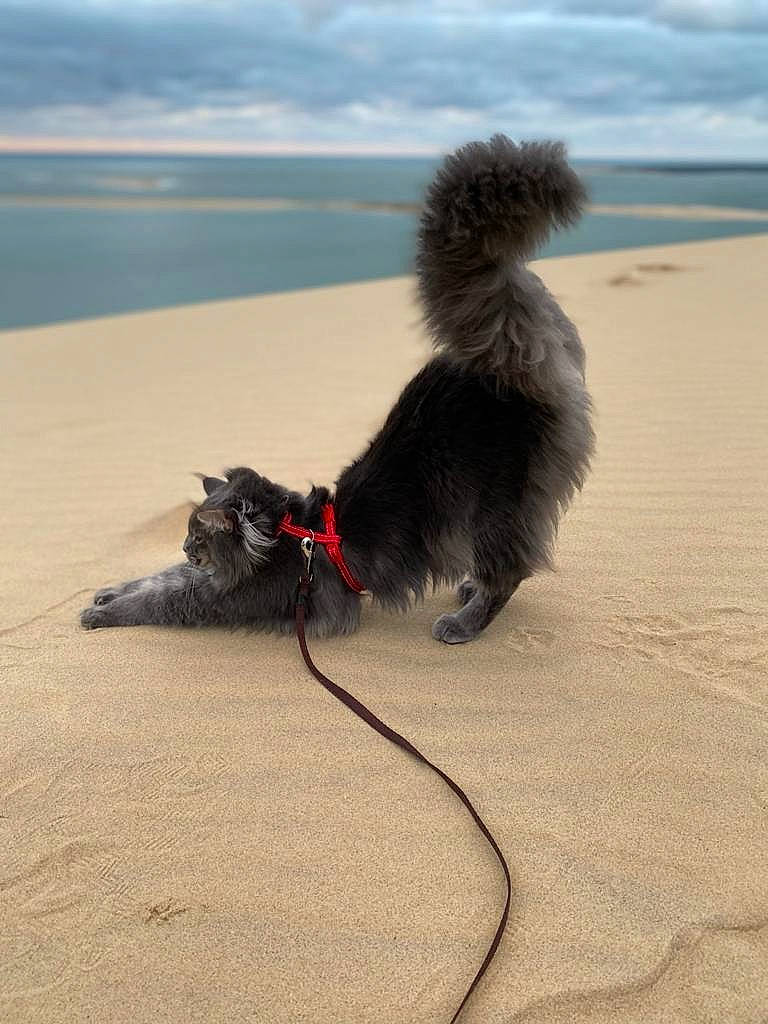 Rhune a rejoint le concours — aidez-le/la à gagner de superbes lots ! aeolian_landform, beach, carnivore, cloud, coast, dog_breed, fun, fur, horizon, landscape, ocean, paw, sand, shadow, singing_sand, sky, tail, water, wave, wind_wave