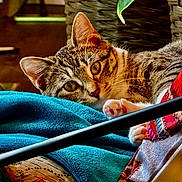 Karma joined the competition — help win amazing prizes! cat, tabby_cat, pet, animal, feline, indoor, cozy, blanket, paws, closeup, resting, curious, brown, white, striped, household, basket, fabric, colorful, warm