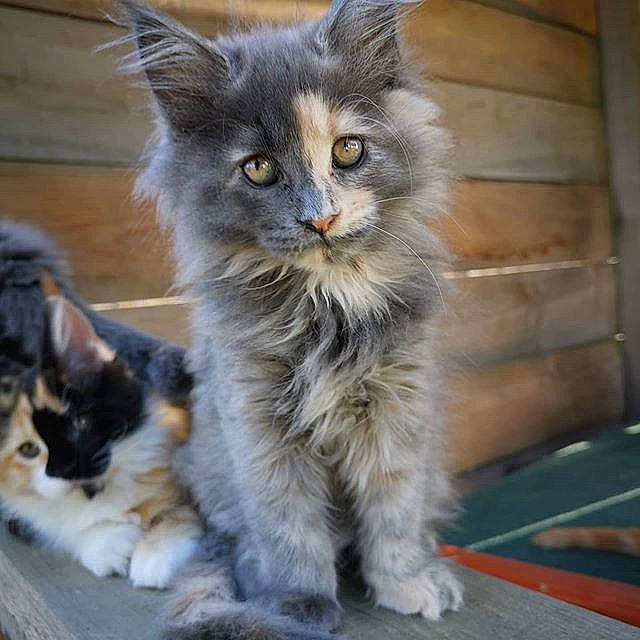 Robby Roxy Simba Et Bagueera participe au concours pour gagner de l'argent avec cette photo : asian_semi_longhair, british_longhair, british_semi_longhair, carnivore, cat, domestic_long_haired_cat, felidae, kitten, maine_coon, mammal, norwegian_forest_cat, polydactyl_cat, ragamuffin, siberian, small_to_medium_sized_cats, vertebrate, whiskers