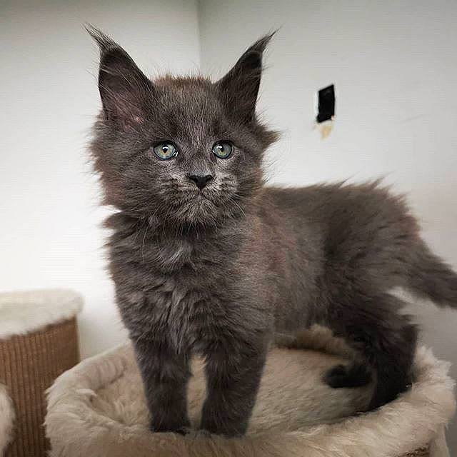 Robby Roxy Simba Et Bagueera participe au concours pour gagner de l'argent avec cette photo : asian, asian_semi_longhair, british_semi_longhair, carnivore, cat, domestic_long_haired_cat, domestic_short_haired_cat, felidae, kitten, maine_coon, mammal, nebelung, ragamuffin, russian_blue, small_to_medium_sized_cats, vertebrate, whiskers