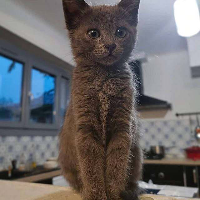 Pins Et Charlie a rejoint le concours — aidez-le/la à gagner de superbes lots ! carnivore, cat, claw, domestic_short_haired_cat, felidae, fur, russian_blue, small_to_medium_sized_cats, snout, tail, terrestrial_animal, whiskers, wildlife, window