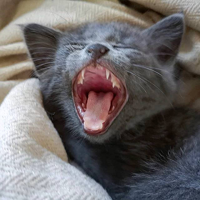 Pins Et Charlie participe au concours pour gagner de l'argent avec cette photo : asian, carnivore, cat, facial_expression, fang, felidae, jaw, kitten, mammal, mouth, nebelung, organ, small_to_medium_sized_cats, smile, snout, tongue, tooth, vertebrate, whiskers, yawn