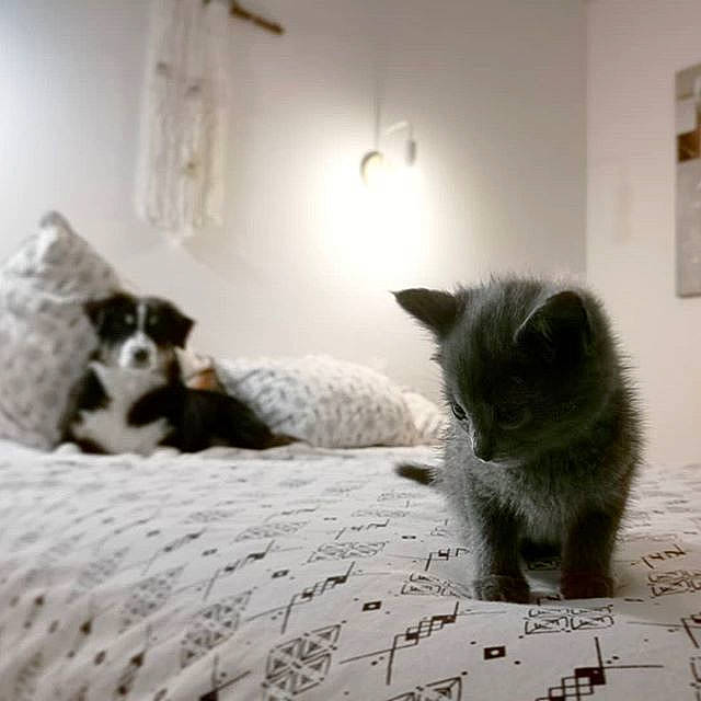 Pins Et Charlie participe au concours pour gagner de l'argent avec cette photo : black_and_white, carnivore, cat, domestic_short_haired_cat, european_shorthair, felidae, fur, furniture, kitten, mammal, ragdoll, room, small_to_medium_sized_cats, snout, tail, whiskers