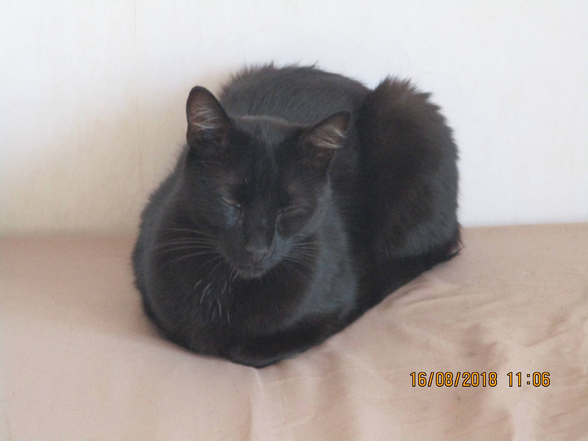 Merlin a rejoint le concours — aidez-le/la à gagner de superbes lots ! black, black_cat, bombay, carnivore, cat, domestic_short_haired_cat, felidae, fur, korat, mammal, nebelung, small_to_medium_sized_cats, snout, whiskers