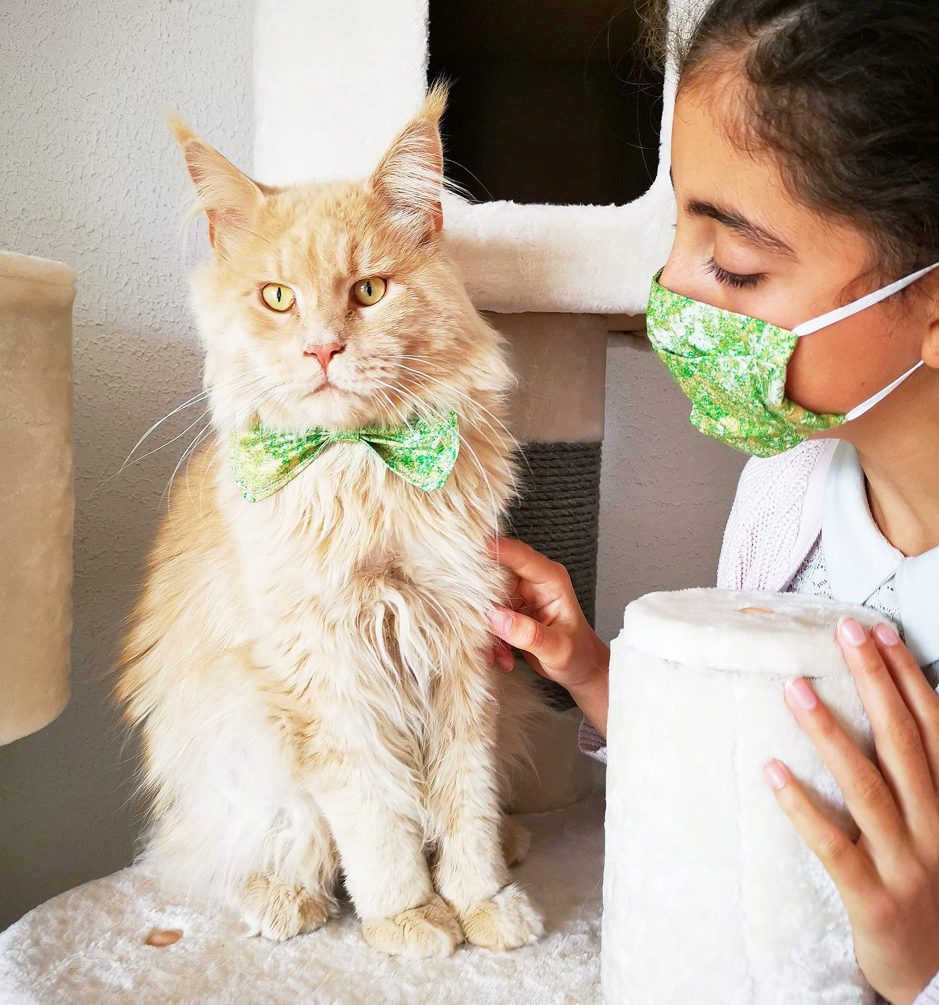 O'Malley a rejoint le concours — aidez-le/la à gagner de superbes lots ! aegean_cat, asian, carnivore, cat, domestic_short_haired_cat, ear, european_shorthair, felidae, fur, kitten, long_hair, maine_coon, polydactyl_cat, skin, small_to_medium_sized_cats, tabby_cat, turkish_angora, turkish_van, whiskers