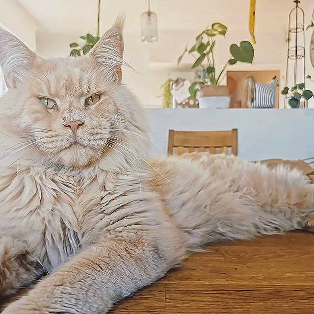 O'Malley participe au concours pour gagner de l'argent avec cette photo : asian, asian_semi_longhair, british_longhair, british_semi_longhair, carnivore, cat, domestic_long_haired_cat, domestic_short_haired_cat, european_shorthair, felidae, fur, maine_coon, mammal, norwegian_forest_cat, ragamuffin, siberian, small_to_medium_sized_cats, tabby_cat, vertebrate, whiskers